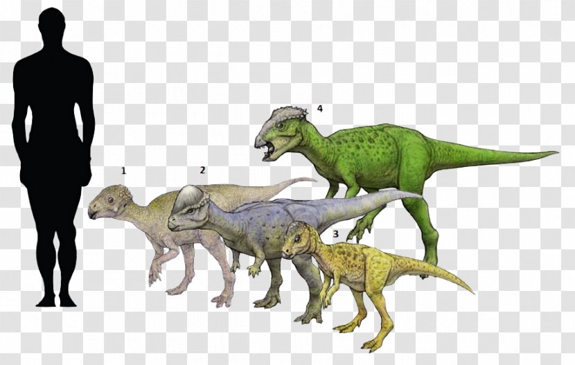 Tyrannosaurus Velociraptor Fauna Extinction - Organism - Cryolophosaurus Transparent PNG