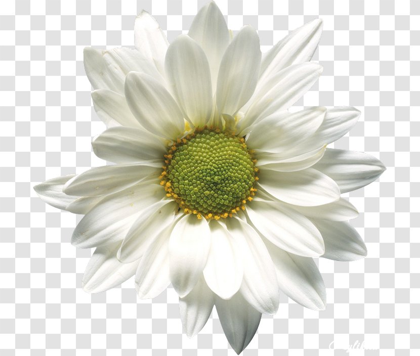 Chamomile Stigma - Plant - Camomile Flower Transparent PNG