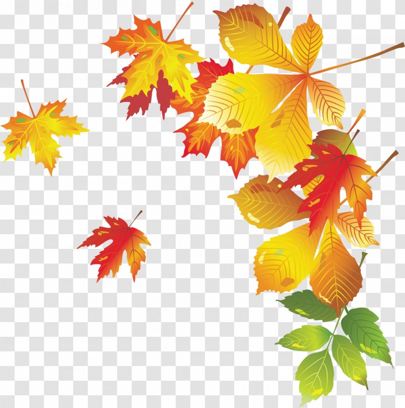 Autumn Leaf - Flowering Plant - Leaves Transparent PNG