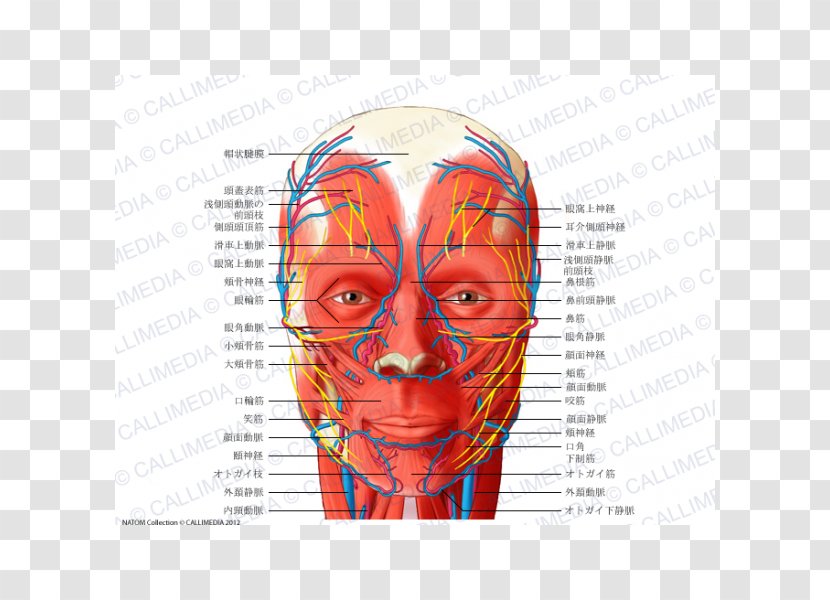 Head And Neck Anatomy Blood Vessel Facial Nerve Human Body - Flower - Tree Transparent PNG