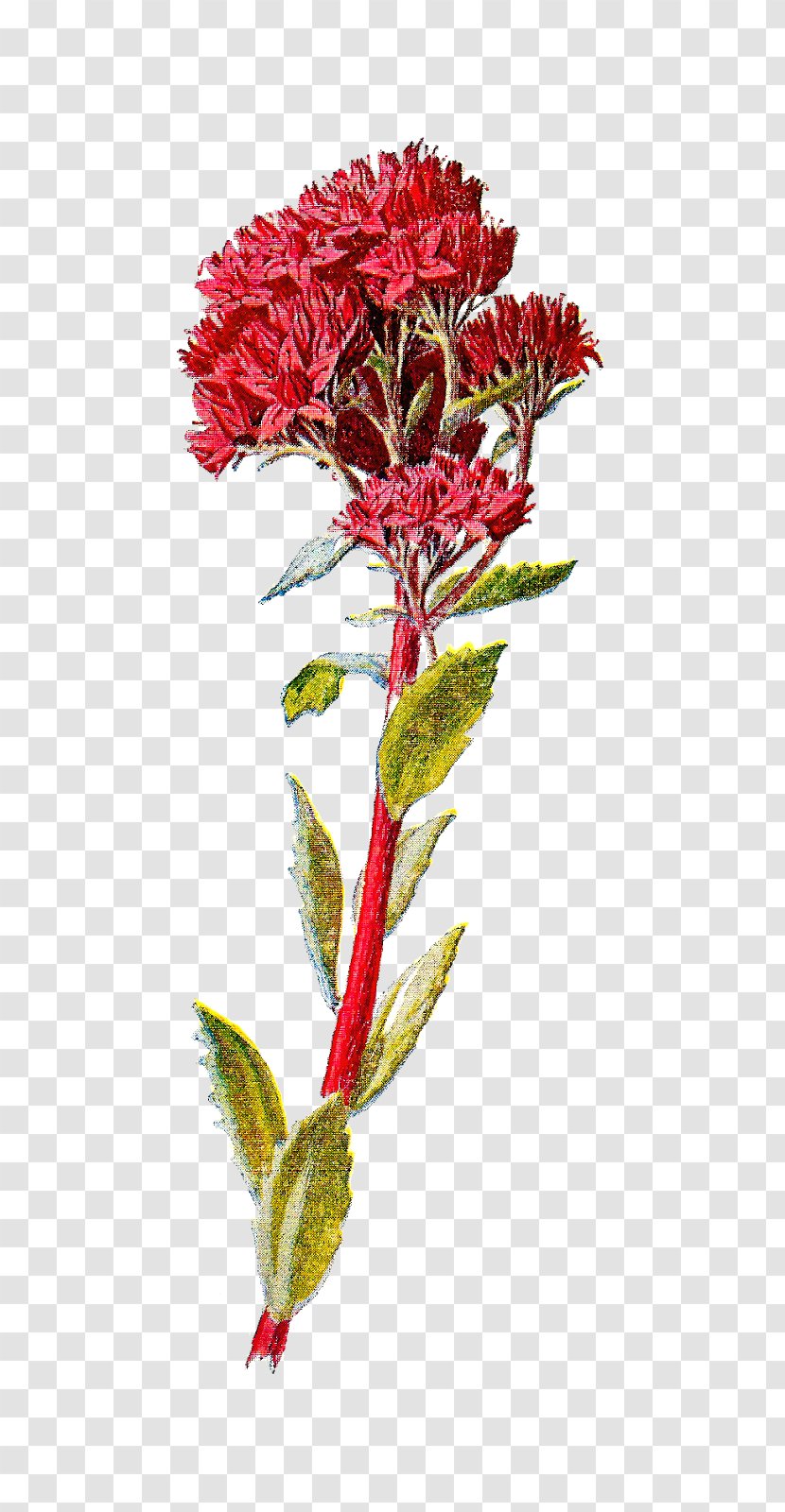 Wildflower Sedum Telephium - Botanical Transparent PNG