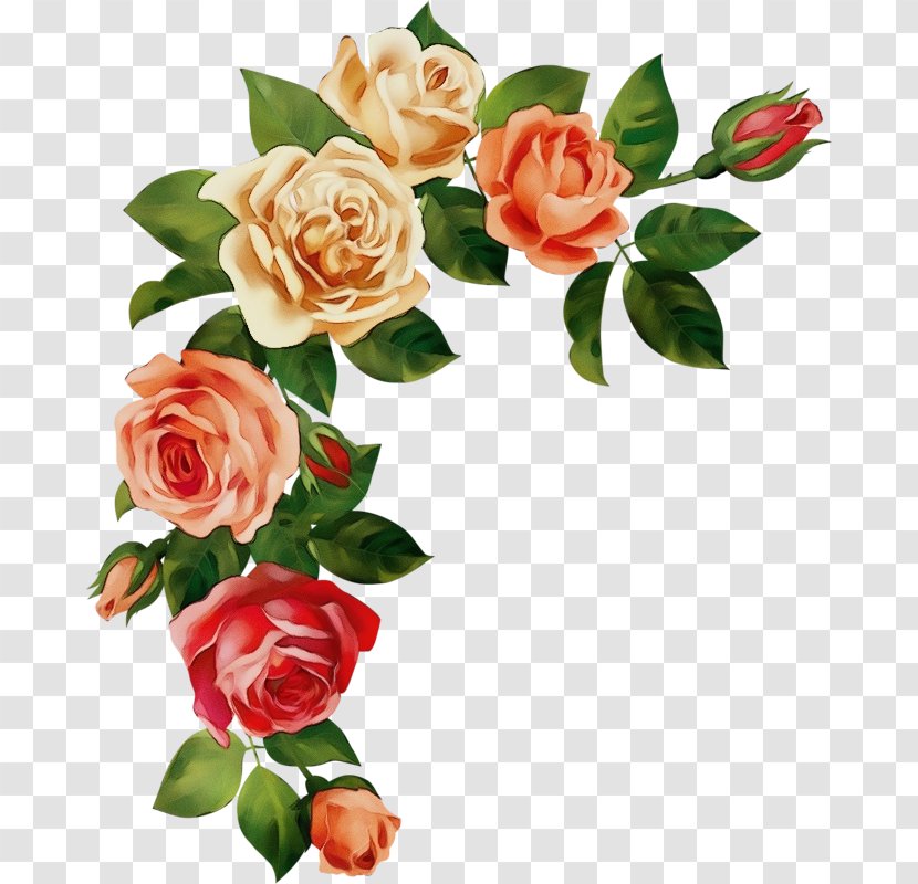 Garden Roses - Paint - Hybrid Tea Rose Floribunda Transparent PNG
