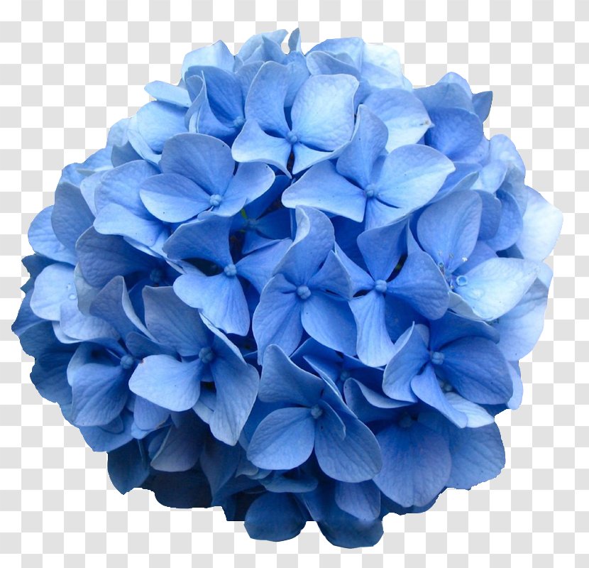 French Hydrangea Oakleaf Flower Shrub Bud - Cornales - Blue Transparent PNG