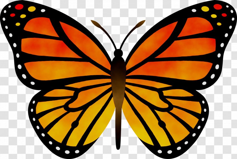 Butterfly Clip Art Vector Graphics Transparency - Invertebrate - Pollinator Transparent PNG