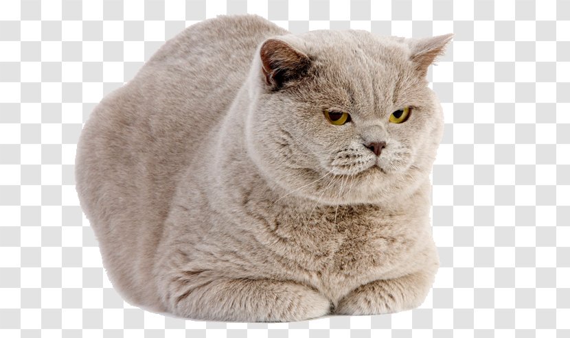 British Shorthair Scottish Fold American Kitten - Grumpy Cat - Fat Ferocious Transparent PNG