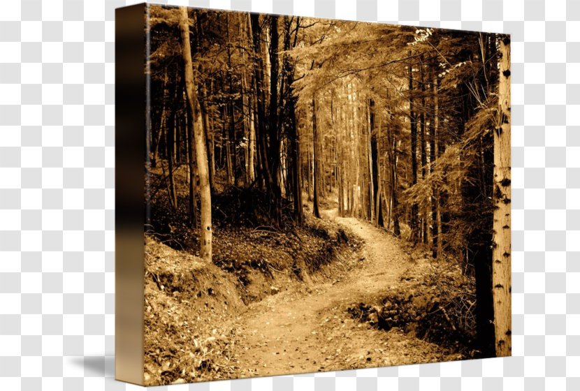 Gallery Wrap State Park Canvas Wood - Photography - Forest Path Transparent PNG