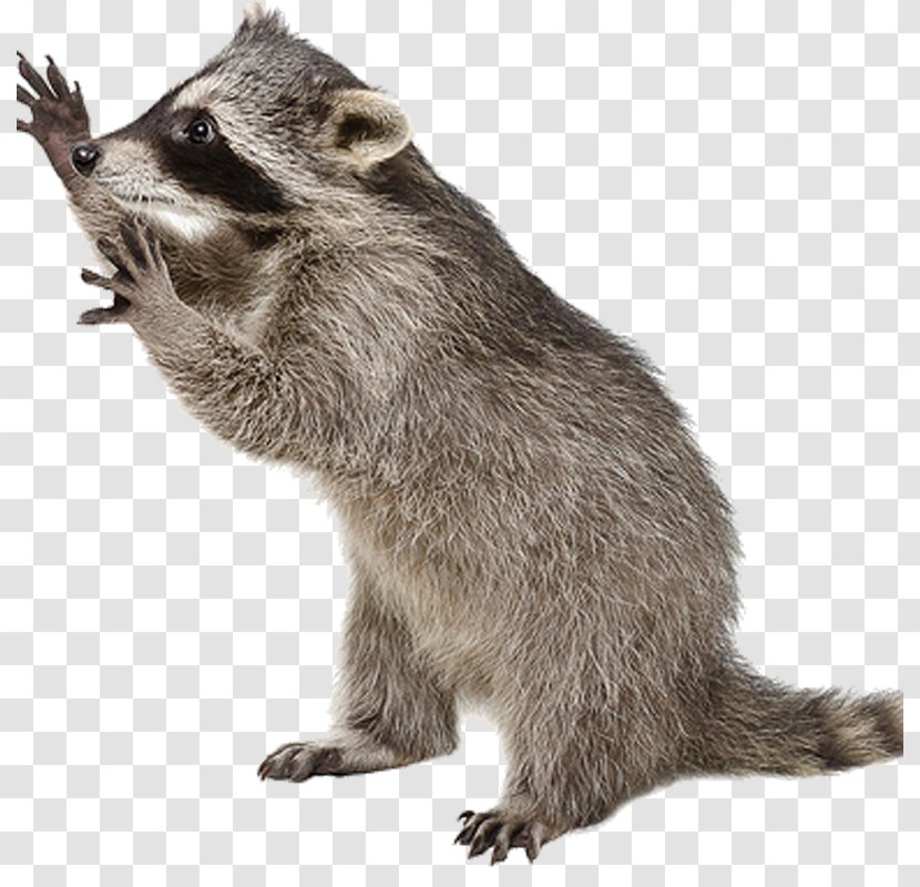 Raccoon Stock Photography Cat Viverrids Royalty-free - Royaltyfree Transparent PNG