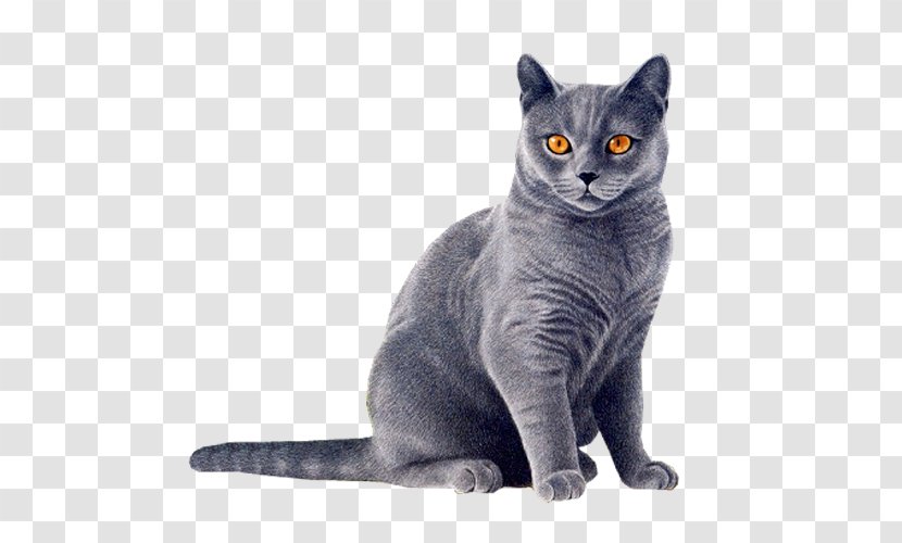 Clip Art Image American Wirehair Transparency - Burmese - Bluestar Cats Transparent PNG