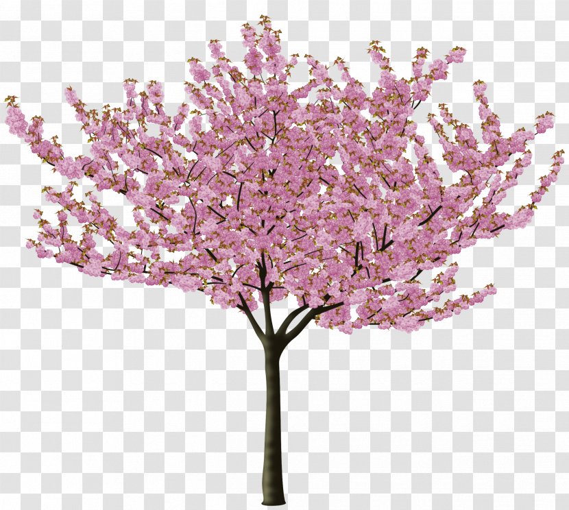 Cherry Blossom Tree Flower Transparent PNG