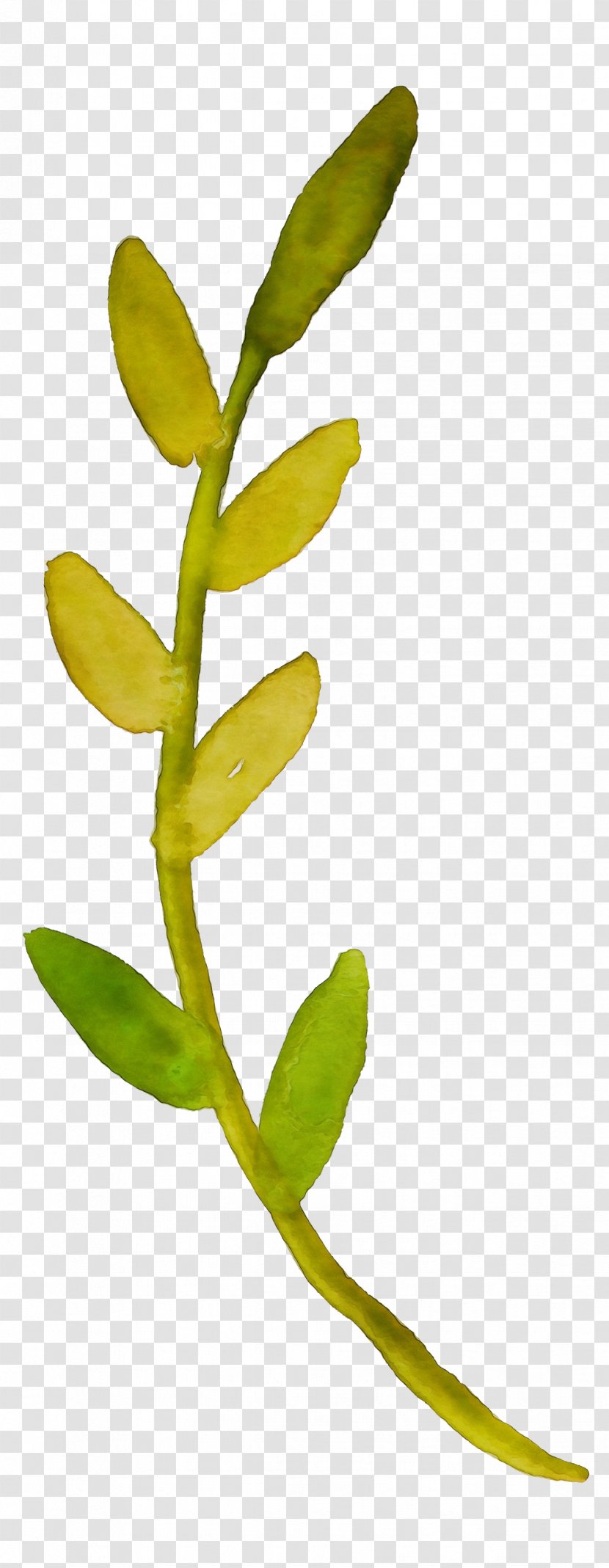 Watercolor Floral Background - Plant Stem - Hypericum Twig Transparent PNG