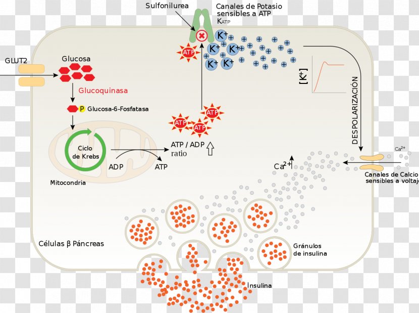 Insulin Pancreas Beta Cell Sulfonylurea Anti-diabetic Medication - Thumbtack Transparent PNG