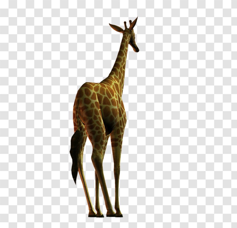Giraffe Deer Neck Terrestrial Animal Wildlife - Jirafa Transparent PNG