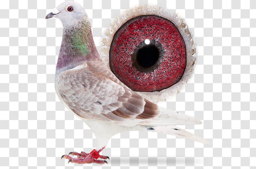 Domestic Pigeon Columbidae Racing Beak - Sangers Pigeons Bv Transparent PNG