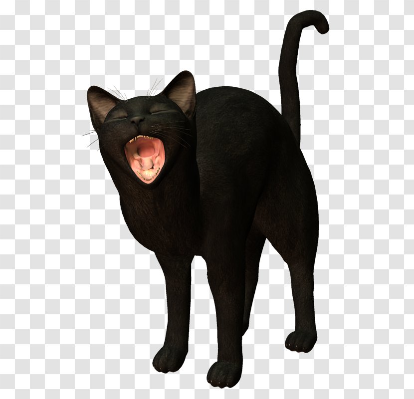 Black Cat Bombay Havana Brown Malayan Domestic Short-haired - Mammal - Gatos Transparent PNG