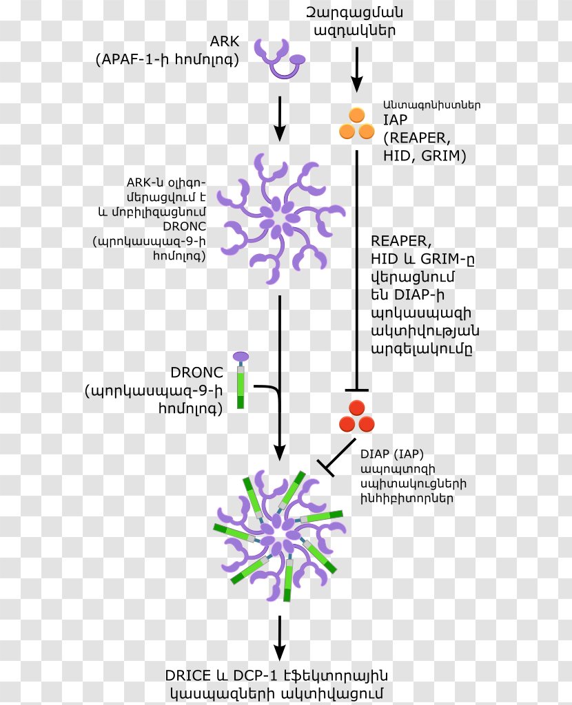 Apoptosis Cell Membrane Annexin Ceramide - Plant - Drosophila Transparent PNG
