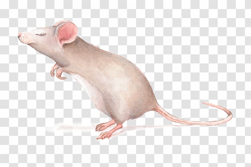 Rat Mouse Gerbil Drawing Transparent PNG
