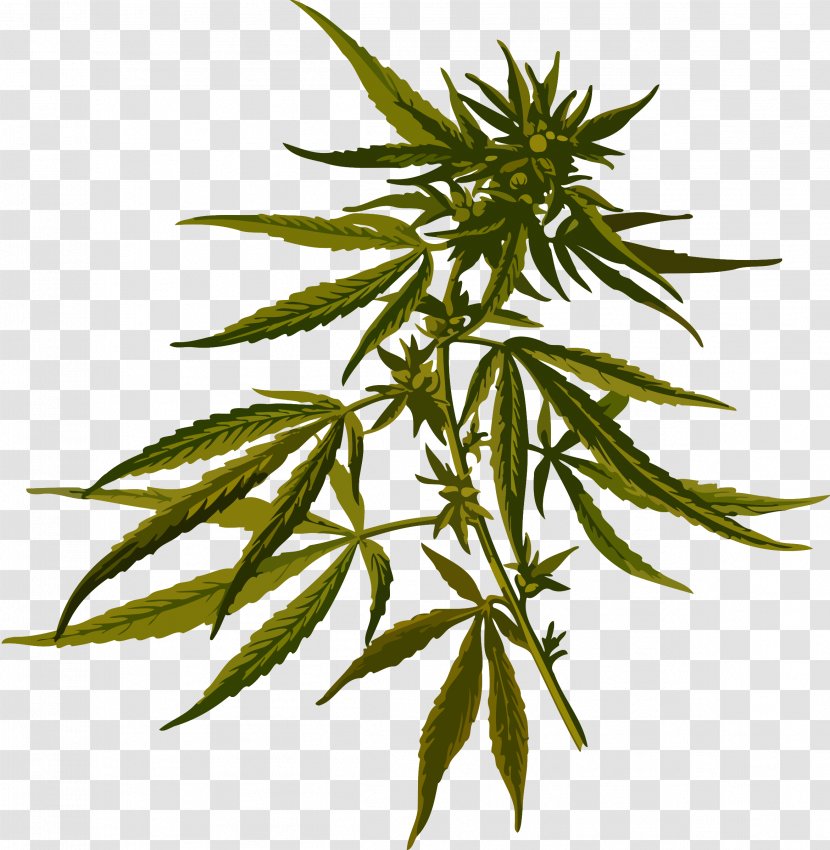 Cannabis Sativa Marijuana Hemp Medical - Hyoscyamus Niger Transparent PNG