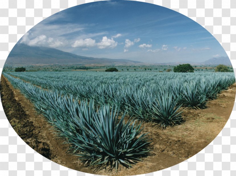Tequila Mezcal Agave Azul Nectar Salmiana - Jalisco Transparent PNG