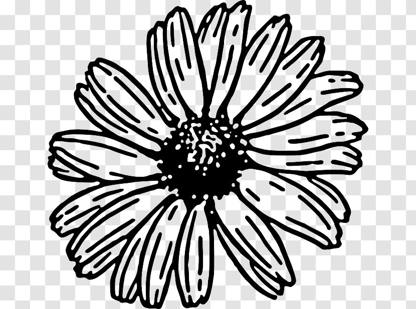 Transvaal Daisy Common Free Content Clip Art - Blog - Simple Cliparts Transparent PNG