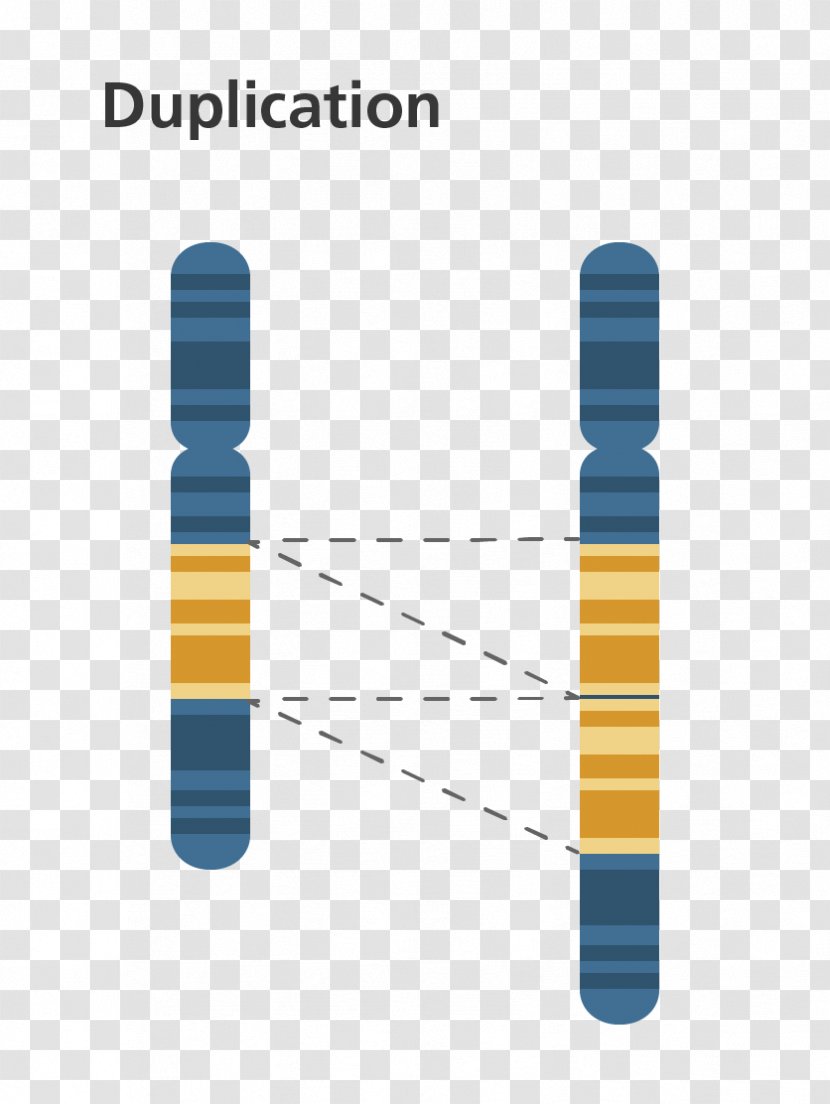 Chromosome Abnormality Gene Duplication Chromosomal Translocation Genetics - Circle Diagram Transparent PNG