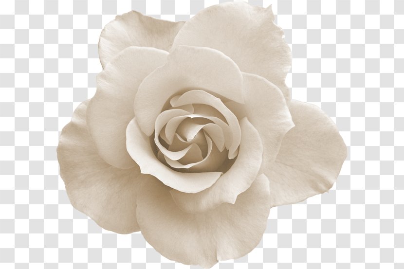 Flower Rose - Cut Flowers - White Transparent PNG