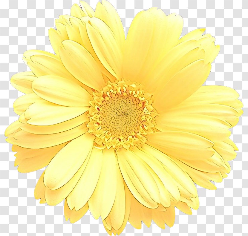 Cut Flowers Adobe Photoshop Transvaal Daisy - Image Viewer - Gerbera Transparent PNG