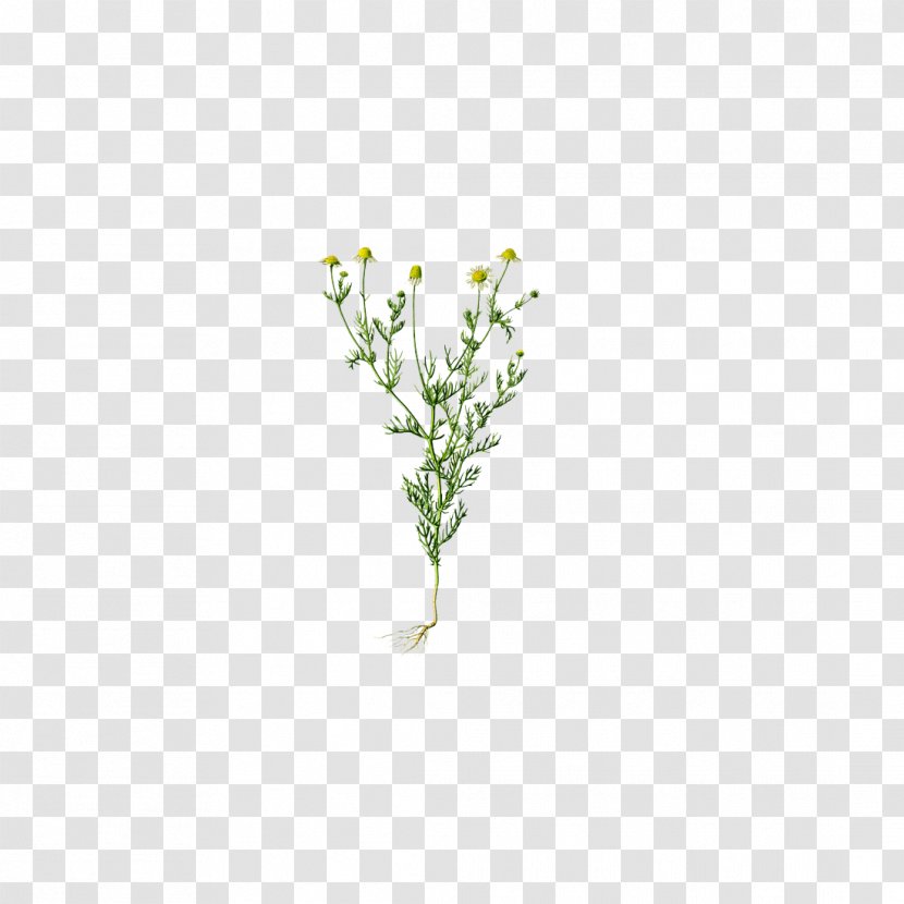 Chamomile: Industrial Profiles German Chamomile Medicinal Plants Pattern - Leaf - Chrysanthemum Transparent PNG