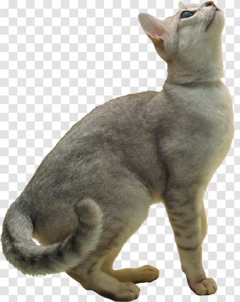 Burmilla Exotic Shorthair Burmese Cat European Korat - Pet Transparent PNG