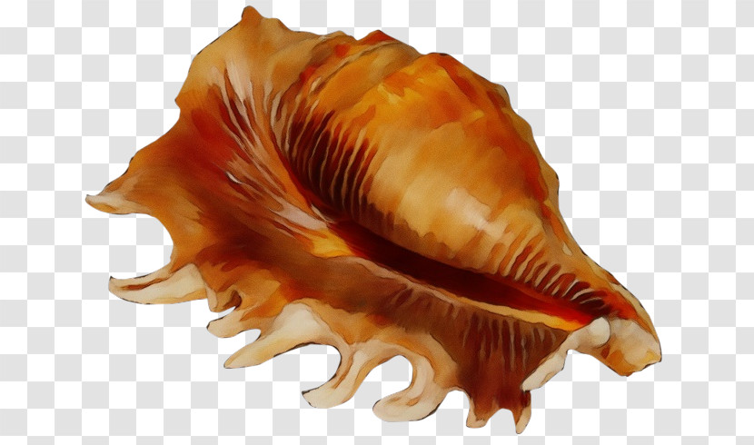 Cockle Seashell Conchology Sea Snail Conch Transparent PNG