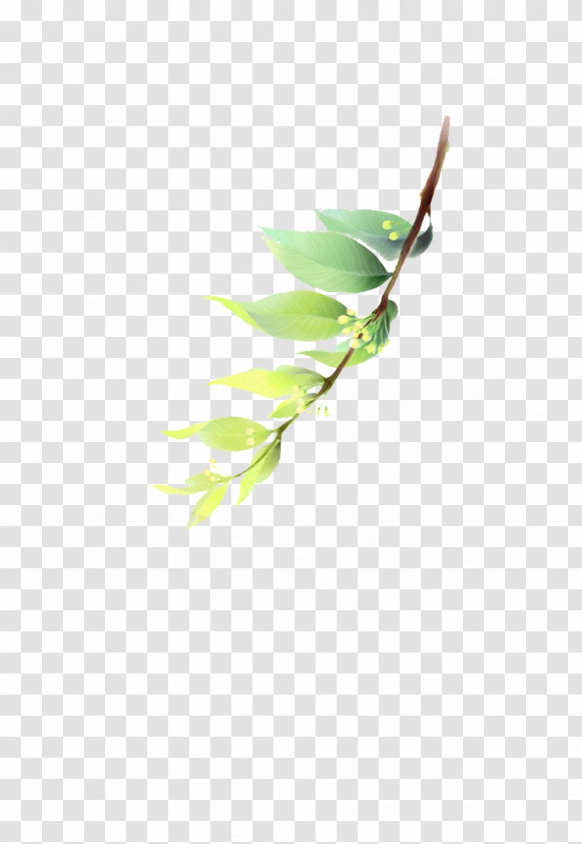 Leaf Green Illustration - Petal - Leaves Picture Material Transparent PNG