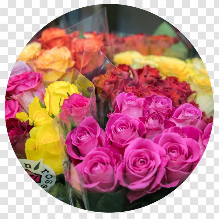 Garden Roses Blumen Baccara Cut Flowers - Pink Family - Flower Transparent PNG