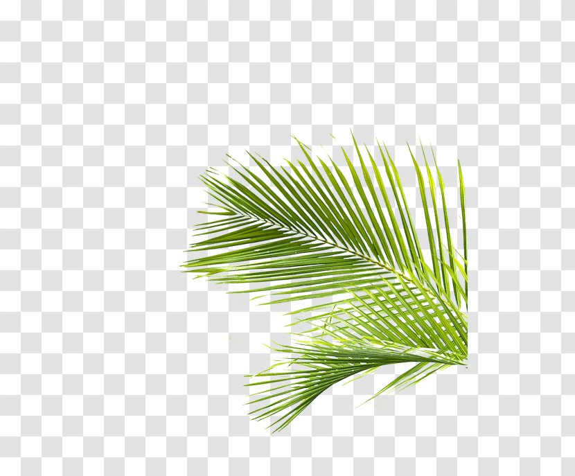 Palm Trees Pine Line Leaf Grasses - Arecales Transparent PNG