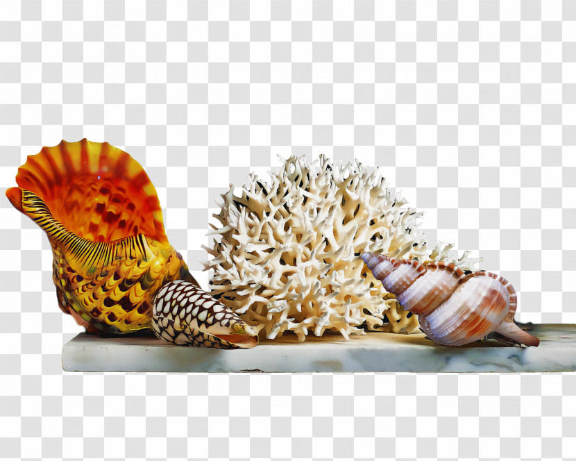 Seashell Cockle Bivalvia Conch Conchology Transparent PNG