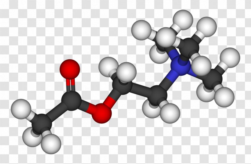 Acetylcholine Neurotransmitter Acetic Acid Methyl Acetate Receptor - Flower - Watercolor Transparent PNG