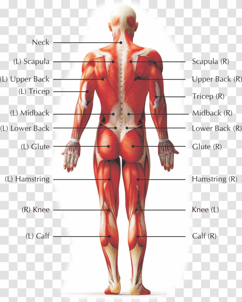 Pain In Spine Human Back Low Body Myofascial Release - Flower Transparent PNG