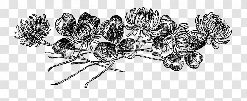 Drawing Line Art Digital Stamp - Botanical Flowers Transparent PNG