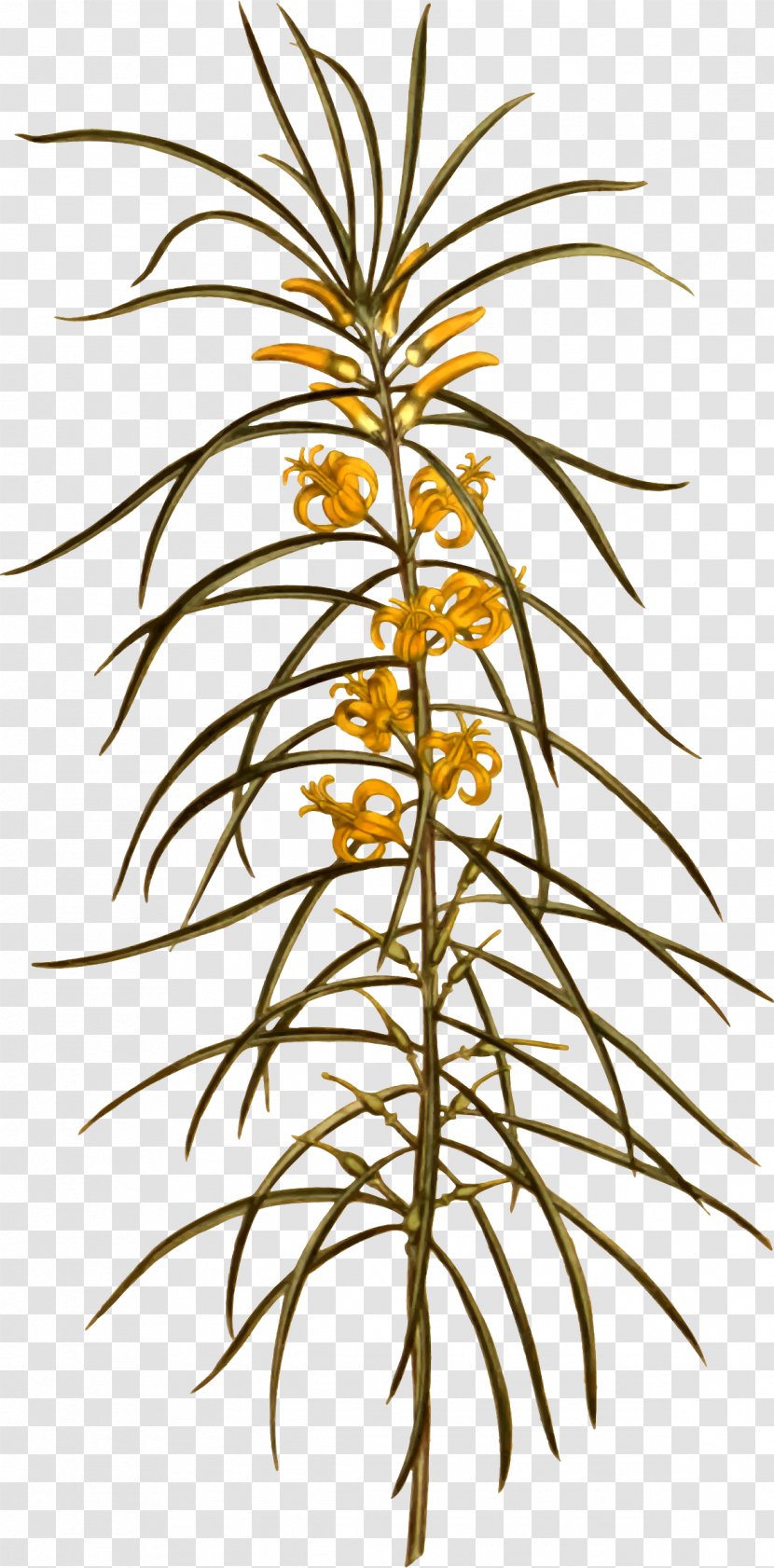 Arecaceae Flowerpot Plant Stem Clip Art - Grasses - Flower Transparent PNG