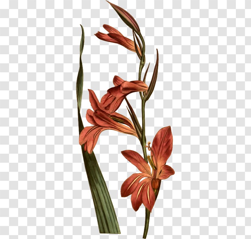 Drawing Image Iris Family Gladiolus Italicus Illustration - Cut Flowers - Curti Pennant Transparent PNG