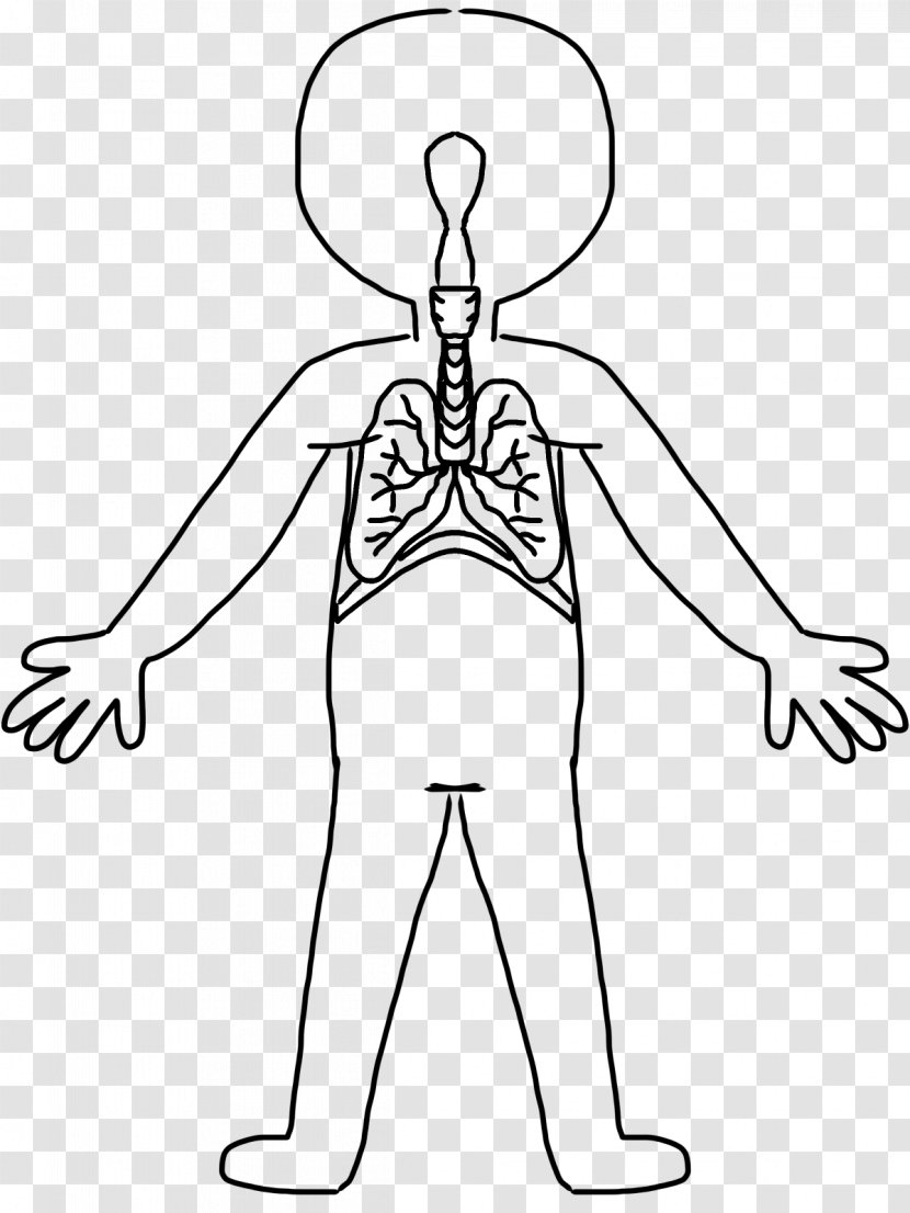 Human Body Drawing Circulatory System Clip Art - Watercolor - Shoulder Clipart Transparent PNG