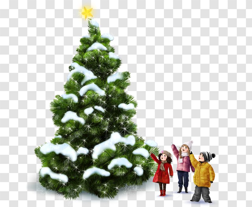 Abies Alba Christmas Tree Conifer Cone Pseudotsuga Menziesii Var. - Ornament Transparent PNG