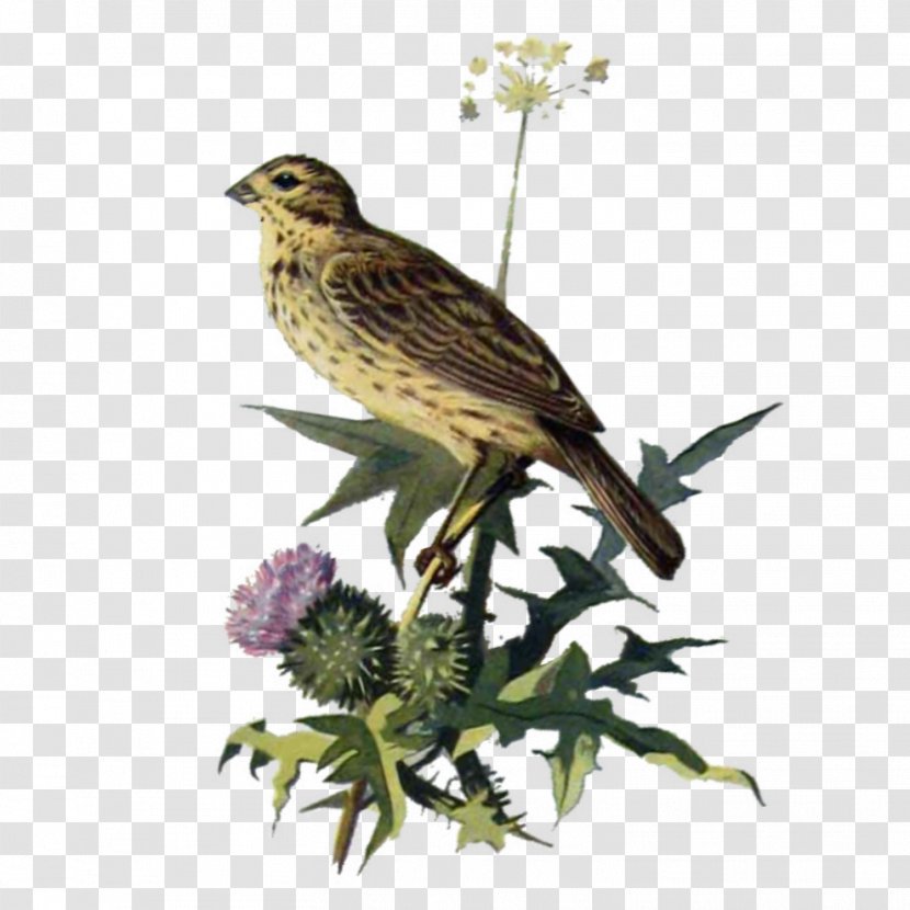 Finches House Finch American Sparrows Bird Ortolan Bunting - Buzzard - Thistle Watercolor Transparent PNG