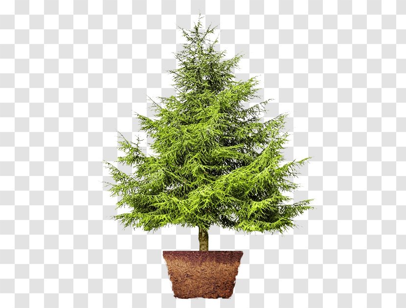 Cedar Artificial Christmas Tree Pinus Thunbergii Fir Transparent PNG