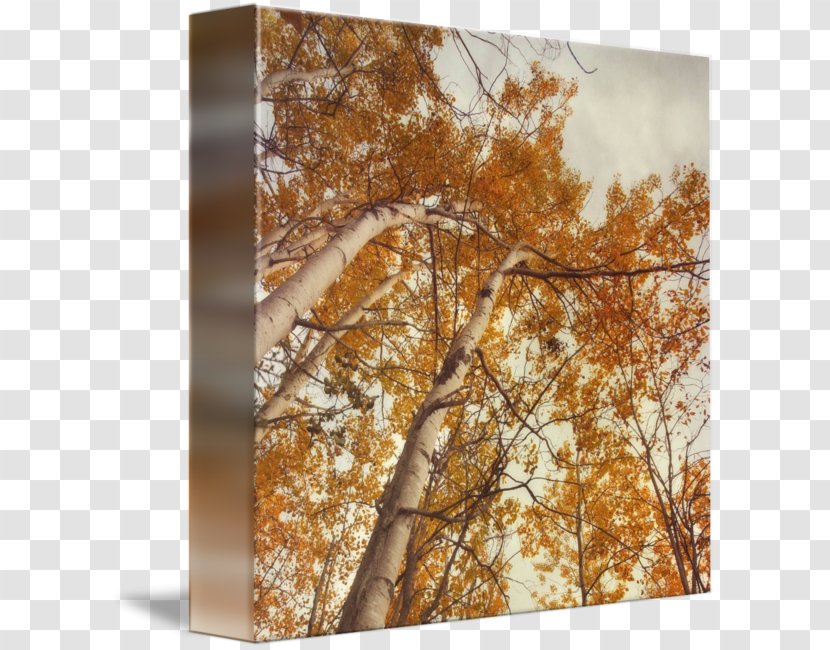 Autumn. Birches. Gallery Wrap Canvas Leaf - Tree Transparent PNG