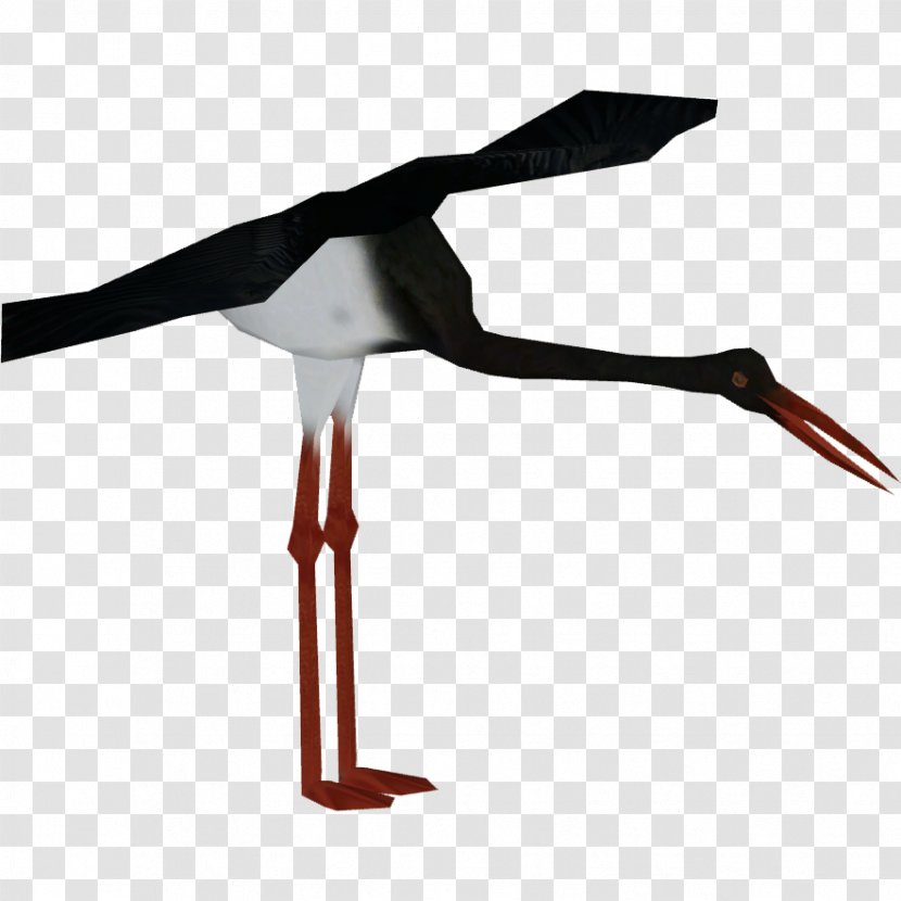 Bird - Marabou Stork - Seabird Shorebird Transparent PNG