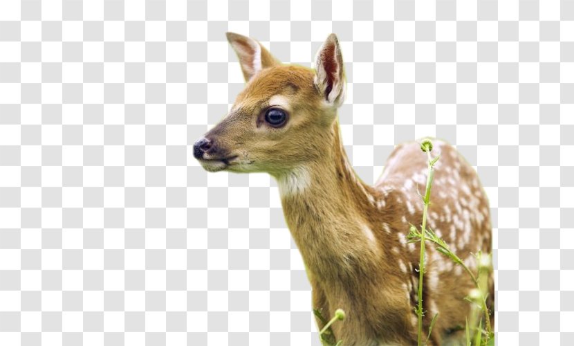 Deer Desktop Wallpaper Animal Cat Tiger - Fallow Transparent PNG