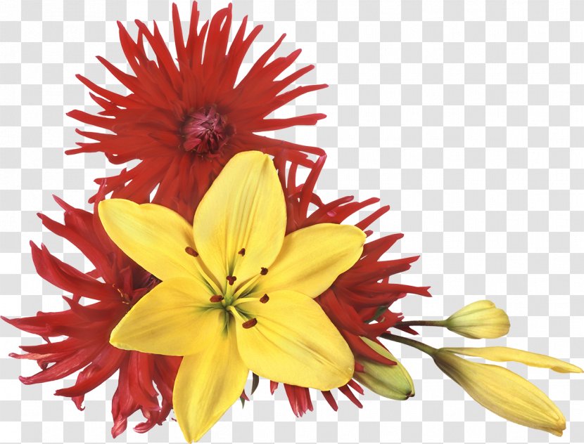 Flower Download - Image File Formats - Chrysanthemum Transparent PNG