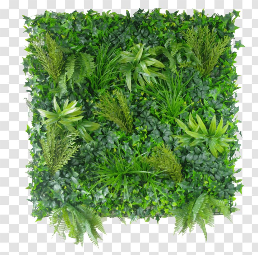 Green Grass Background - Vertical Gardens Direct - Japanese Mugwort Vegetable Transparent PNG