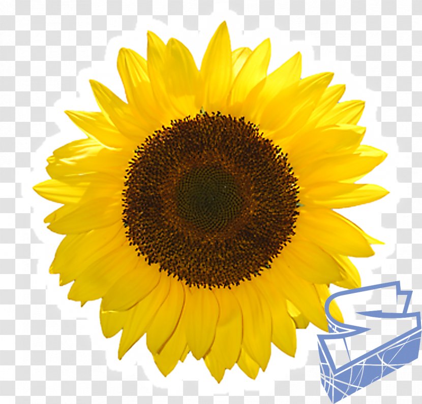 Common Sunflower IPad Mini 4 Clip Art - Oil Transparent PNG