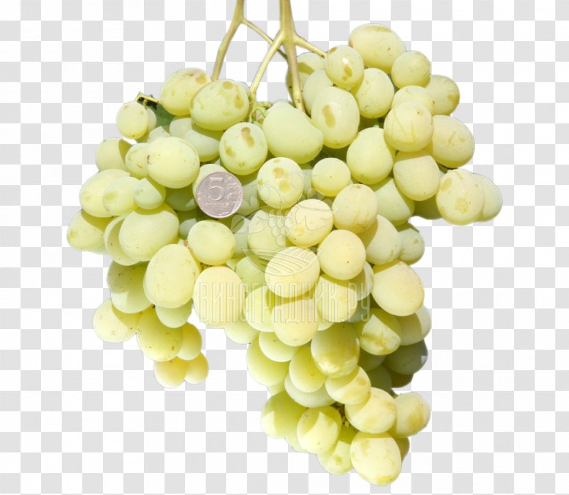 Sultana Muscat Blanc à Petits Grains Cultivar Viticulture - Grapevines - Talisman Transparent PNG