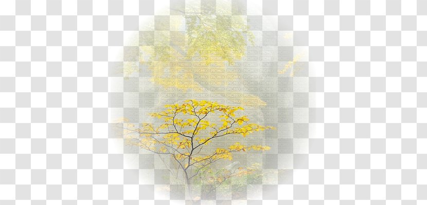Desktop Wallpaper Computer Sunlight Tree - Sky Transparent PNG